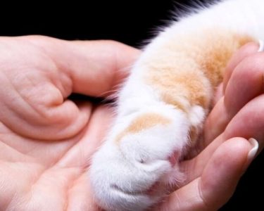 veteriner muayene ücretleri